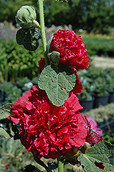 Chater's Double Red Hollyhock (Alcea rosea 'Chater's Double Red') at The Green Spot Home & Garden
