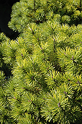Honeycomb Mugo Pine (Pinus mugo 'Honeycomb') at The Green Spot Home & Garden
