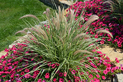 Sky Rocket Fountain Grass (Pennisetum setaceum 'Sky Rocket') at The Green Spot Home & Garden