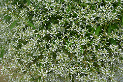 Diamond Frost Euphorbia (Euphorbia 'INNEUPHDIA') at The Green Spot Home & Garden