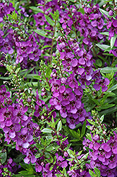 Archangel Dark Purple Angelonia (Angelonia angustifolia 'Balarckle') at The Green Spot Home & Garden