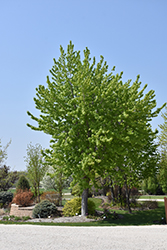 Silver Cloud Silver Maple (Acer saccharinum 'Silver Cloud') at The Green Spot Home & Garden