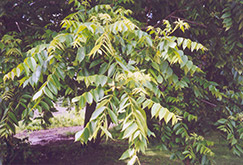 Butternut (Juglans cinerea) at The Green Spot Home & Garden