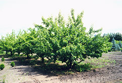 Goodland Apple (Malus 'Goodland') at The Green Spot Home & Garden