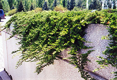 Prince of Wales Juniper (Juniperus horizontalis 'Prince of Wales') at The Green Spot Home & Garden