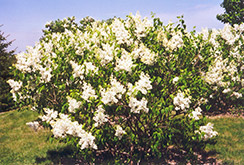 Mount Baker Lilac (Syringa x hyacinthiflora 'Mount Baker') at The Green Spot Home & Garden