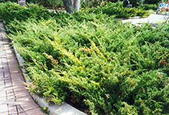 Arcadia Juniper (Juniperus sabina 'Arcadia') at The Green Spot Home & Garden