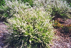 Dwarf Garland Spirea (Spiraea x arguta 'Compacta') at The Green Spot Home & Garden
