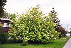 American Mountain Ash (Sorbus americana) at The Green Spot Home & Garden