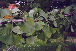 Ginkgo (Ginkgo biloba) at The Green Spot Home & Garden