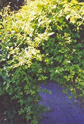 Monkshood Vine (Ampelopsis aconitifolia) at The Green Spot Home & Garden