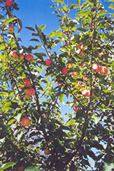 September Ruby Apple (Malus 'September Ruby') at The Green Spot Home & Garden