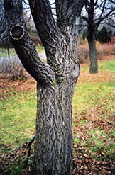 Amur Cork Tree (Phellodendron amurense) at The Green Spot Home & Garden