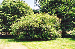 American Hazelnut (Corylus americana) at The Green Spot Home & Garden