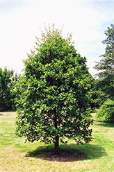 Common Alder (Alnus glutinosa) at The Green Spot Home & Garden