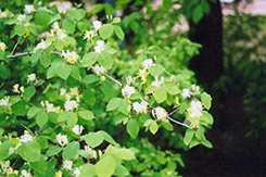 Miniglobe Honeysuckle (Lonicera x xylosteoides 'Miniglobe') at The Green Spot Home & Garden