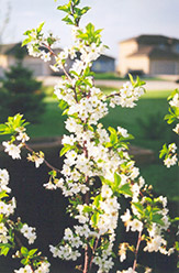 Evans Cherry (Prunus 'Evans') at The Green Spot Home & Garden
