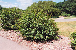 Bailey Compact Amur Maple (Acer ginnala 'Bailey Compact') at The Green Spot Home & Garden