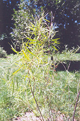 Coyote Willow (Salix exigua) at The Green Spot Home & Garden