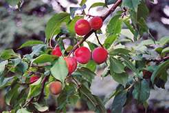 Tecumseh Plum (Prunus 'Tecumseh') at The Green Spot Home & Garden