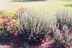Blue Fox Willow (Salix brachycarpa 'Blue Fox') at The Green Spot Home & Garden