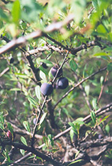 Opata Cherry-Plum (Prunus 'Opata') at The Green Spot Home & Garden