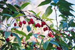 Cherry Prinsepia (Prinsepia sinensis) at The Green Spot Home & Garden