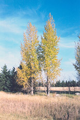 Prairie Sky Poplar (Populus 'Prairie Sky') at The Green Spot Home & Garden