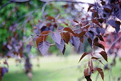 Crimson Frost Birch (Betula 'Crimson Frost') at The Green Spot Home & Garden