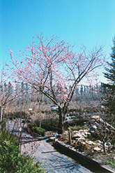 Westcot Apricot (Prunus mandshurica 'Westcot') at The Green Spot Home & Garden