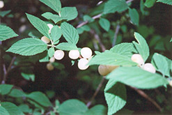 White Nanking Cherry (Prunus tomentosa 'Leucocarpa') at The Green Spot Home & Garden
