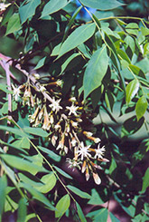 Kentucky Coffeetree (Gymnocladus dioicus) at The Green Spot Home & Garden