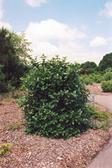 Emerald Triumph Viburnum (Viburnum 'Emerald Triumph') at The Green Spot Home & Garden