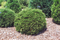 Hetz Midget Arborvitae (Thuja occidentalis 'Hetz Midget') at The Green Spot Home & Garden