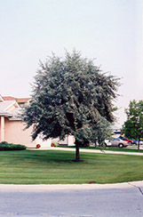 Russian Olive (Elaeagnus angustifolia) at The Green Spot Home & Garden