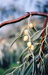 Russian Olive (Elaeagnus angustifolia) at The Green Spot Home & Garden