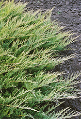 Broadmoor Juniper (Juniperus sabina 'Broadmoor') at The Green Spot Home & Garden