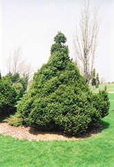 Ohlendorf Spruce (Picea abies 'Ohlendorfii') at The Green Spot Home & Garden