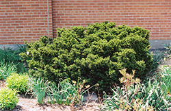 Dwarf Japanese Yew (Taxus cuspidata 'Nana') at The Green Spot Home & Garden