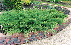 Blue Danube Juniper (Juniperus sabina 'Blue Danube') at The Green Spot Home & Garden