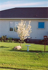 Battleford Apple (Malus 'Battleford') at The Green Spot Home & Garden