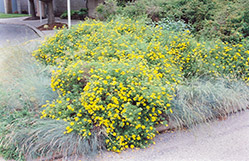 Goldfinger Potentilla (Potentilla fruticosa 'Goldfinger') at The Green Spot Home & Garden