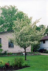 Snowbird Hawthorn (Crataegus x mordenensis 'Snowbird') at The Green Spot Home & Garden