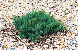 Blue Forest Juniper (Juniperus sabina 'Blue Forest') at The Green Spot Home & Garden