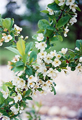 Opata Cherry-Plum (Prunus 'Opata') at The Green Spot Home & Garden