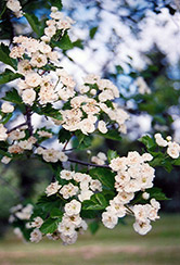 Snowbird Hawthorn (Crataegus x mordenensis 'Snowbird') at The Green Spot Home & Garden