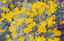 Coronation Triumph Potentilla (Potentilla fruticosa 'Coronation Triumph') at The Green Spot Home & Garden