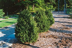 Green Mountain Boxwood (Buxus 'Green Mountain') at The Green Spot Home & Garden