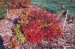 Dakota Goldcharm Spirea (Spiraea japonica 'Mertyann') at The Green Spot Home & Garden