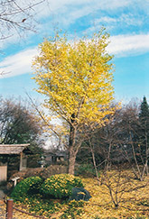 Ginkgo (Ginkgo biloba) at The Green Spot Home & Garden